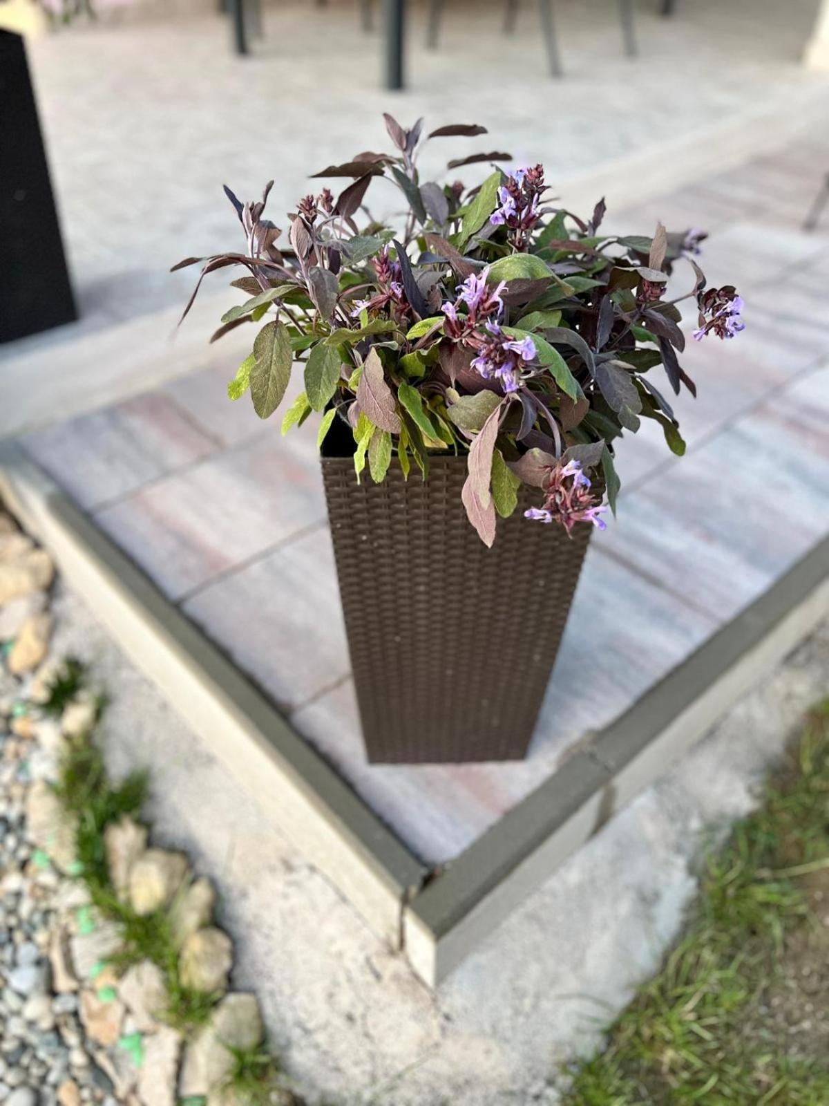 Villa El Istria Labin  Εξωτερικό φωτογραφία